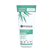 Aloe Vera pour Cheveux Bouclés : Le Secret Naturel de Boucles Saines et Brillantes - L'art des boucles