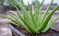 Aloe Vera & Cheveux Bouclés : Hydratation et Définition Naturelle - L'art des boucles