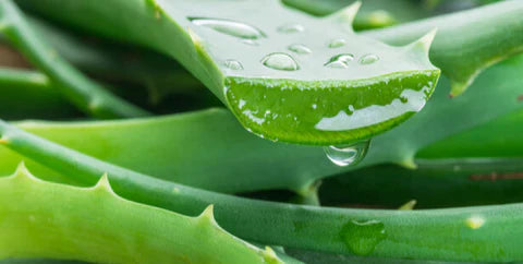 aloe vera en gel bienfait 